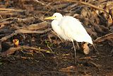 Plumed Egretborder=